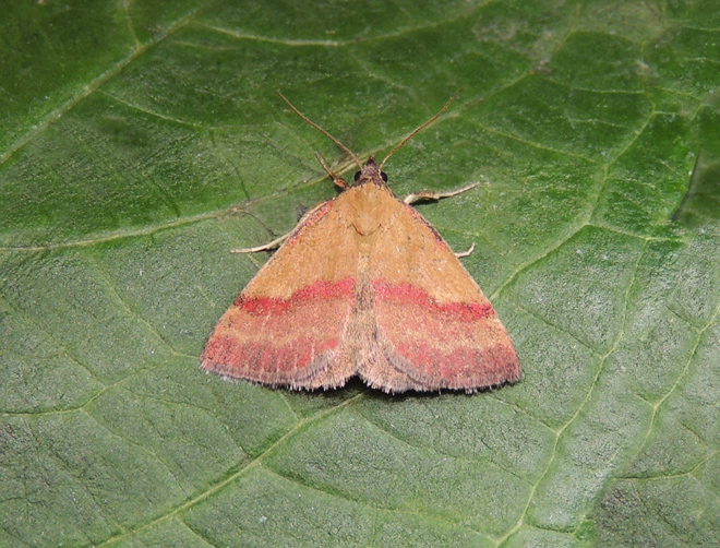 Phytometra viridaria Erebidae